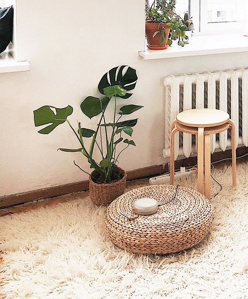 Popular Indoor Plants. They Are Trend