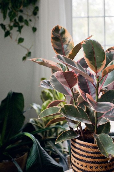 Popular Indoor Plants. They Are Trend
