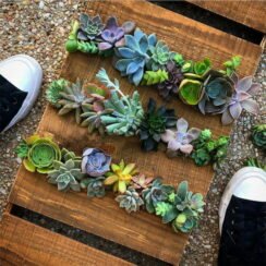 Popular Indoor Plants. They Are Trend