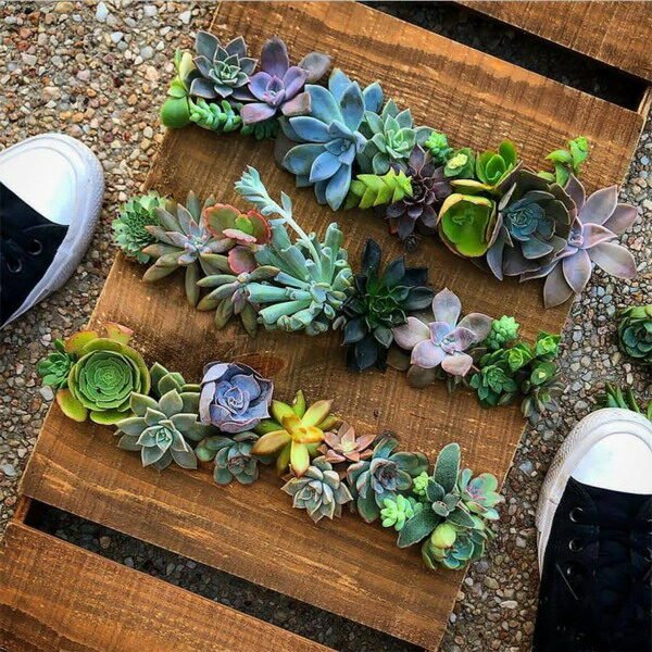 Popular Indoor Plants. They Are Trend